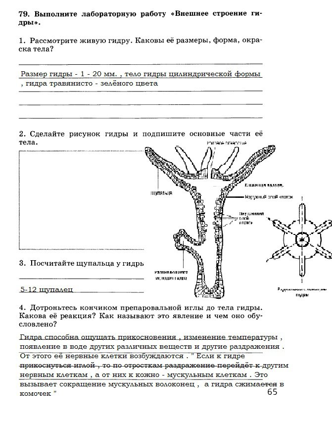 Kra39at